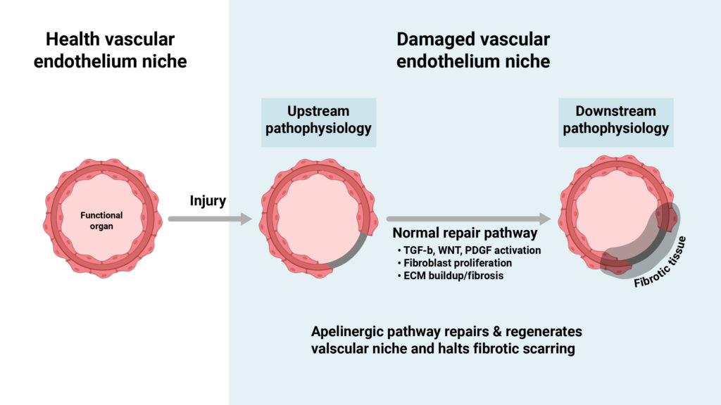 Apelin-APJ signaling pathway activation leads to vascular niche repair